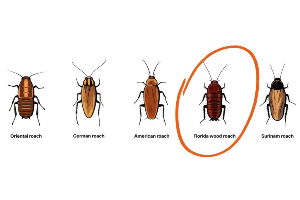 What Repels Wood Roaches